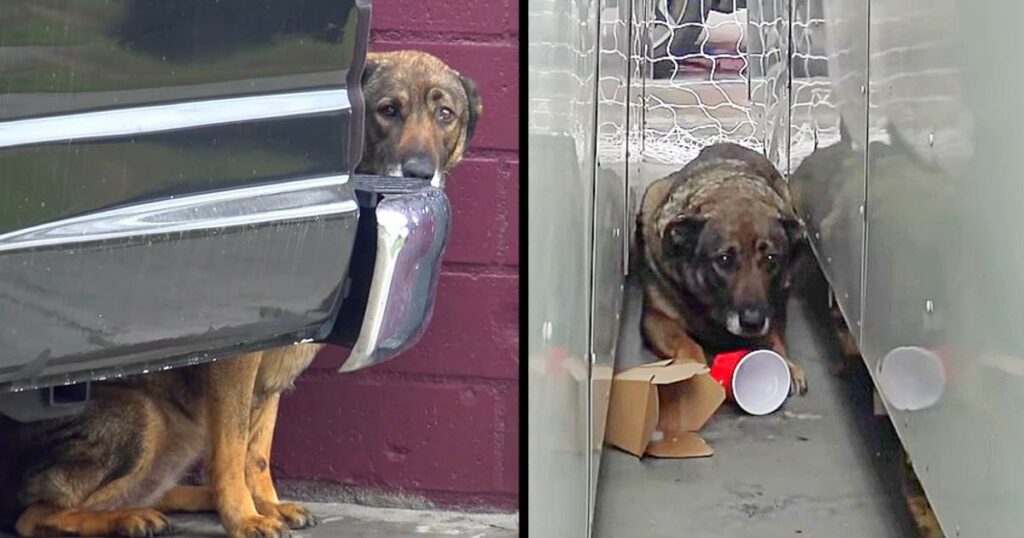 Stray Abused Dog Cries Every Time Someone Approaches, He’s Terrified