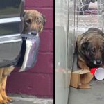 Stray Abused Dog Cries Every Time Someone Approaches, He’s Terrified