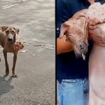 Stray Afraid Of People Works Up The Courage To Ask 1 Man To Take His Pain Away
