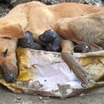 Stray dog ​​collapses amid rubble clinging to her puppies while giving birth with great effort