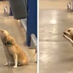 Abandoned By Owner At Supermarket Gate, Poor Dog Wags To Each Passerby To Pray For Adoption