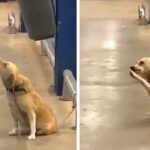An abandoned dog, left at the gate of a supermarket, seeks a new home through endearing behavior that captures the hearts of those around