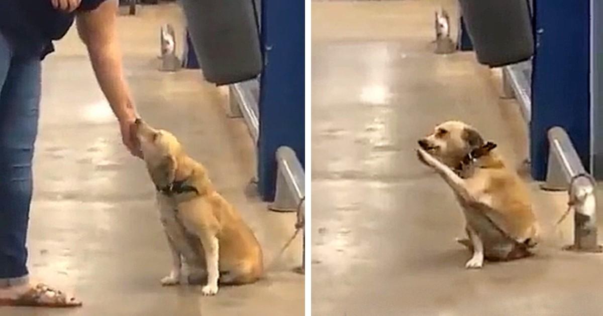 An abandoned dog, left at the gate of a supermarket, seeks a new home through endearing behavior that captures the hearts of those around