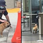 Stray dog evades security and crosses the US border, was well received