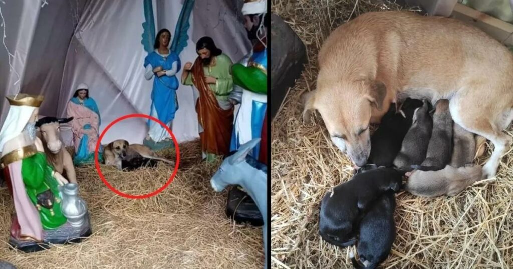 A stray dog seeks shelter in a Christmas nativity scene, choosing it as a safe haven to give birth to a litter of seven adorable puppies