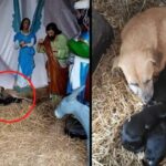 A stray dog seeks shelter in a Christmas nativity scene, choosing it as a safe haven to give birth to a litter of seven adorable puppies