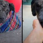 Stray Dog That Collapsed On Lady’s Ρorch Slowly Transforms Into Gorgeous Ρuppy