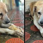 Stray dog waits for food outside a bakery, doesn’t know they’re closed forever