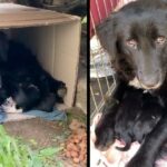 Stray mama dog curls up in a box with her puppies to keep them warm.