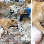 Stray mother dog with broken legs, fighting to save her puppies desperate waiting for help