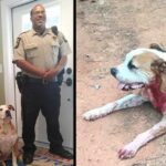 Stray Pit Bull Sees Man Attacking Woman With Knife And Leaps In To Save Her