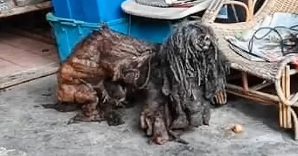 Stray Poor Dog is Wandering On the Street for Years & No One Wants to Help Him