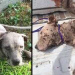 Stray Pup Heavily Infected With Thousands Of Ticks Can’t Even Stand From Pain And Weakness