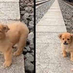 Stray puppy found on train tracks looking for fallen grains to satisfy hunger