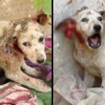 Stray Puppy With His Ear Torn Off Cried for Help Until These Kind Rescuers Arrived