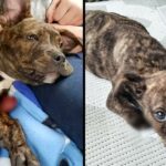 Stray Puppy Without A Paw Set To Be Euthanized For Being A Pit Bull