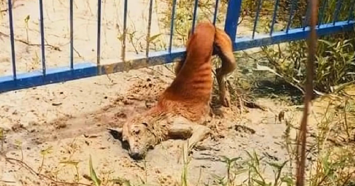 Poor dog stuck in the fence is desperately calling for help people around in a weak voice but can’t get out