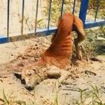 Stray Stuck In Fence Sheds Tears As Voices Near, However They Can Not Move Her Body