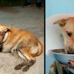 A street dog, coping with a ruptured eye, discovers the warmth of love and care, learning what it truly means to be cherished