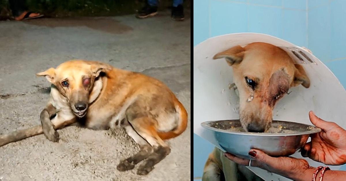 A street dog, coping with a ruptured eye, discovers the warmth of love and care, learning what it truly means to be cherished