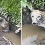 Stuck In A Dirty Drainage, He Just Looked At All People Passed By Hope They Can Help…
