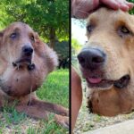 Sweet Dog Suffered With Huge Salivary Tumor For 6 Years, After His Owners Refused To Take him To Vet