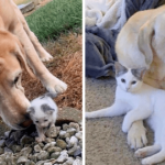 Sweet Labrador Takes Care Of A Tiny Stray Kitten And Raises Her Into A Beautiful Cat