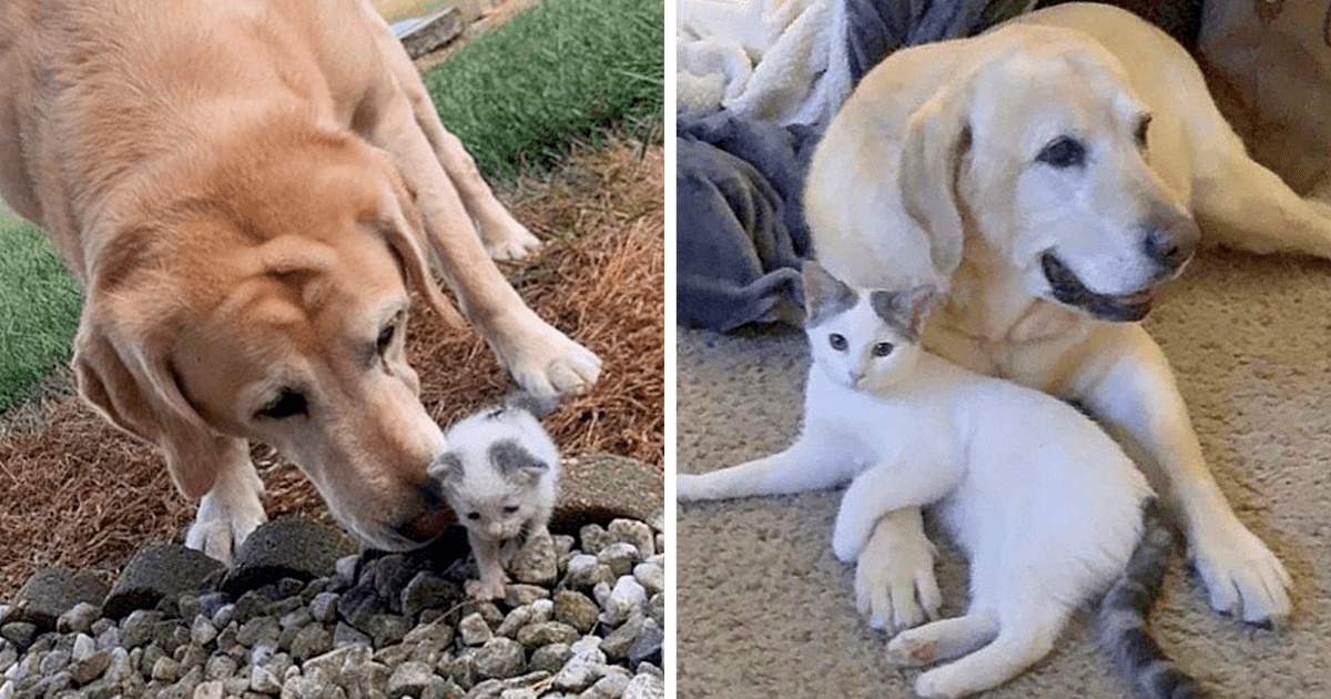 Sweet Labrador Takes Care Of A Tiny Stray Kitten And Raises Her Into A Beautiful Cat