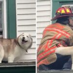 Dog Gives Thank You Kiss to Firefighter Who Saved Him From Roof