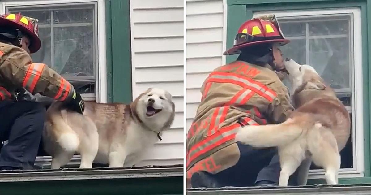 Dog Gives Thank You Kiss to Firefighter Who Saved Him From Roof