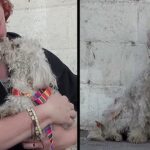 Sweet Poodle Thrown Out Of Her Home Brought Tears To Her Rescuer When She Did The Sweetest Thing