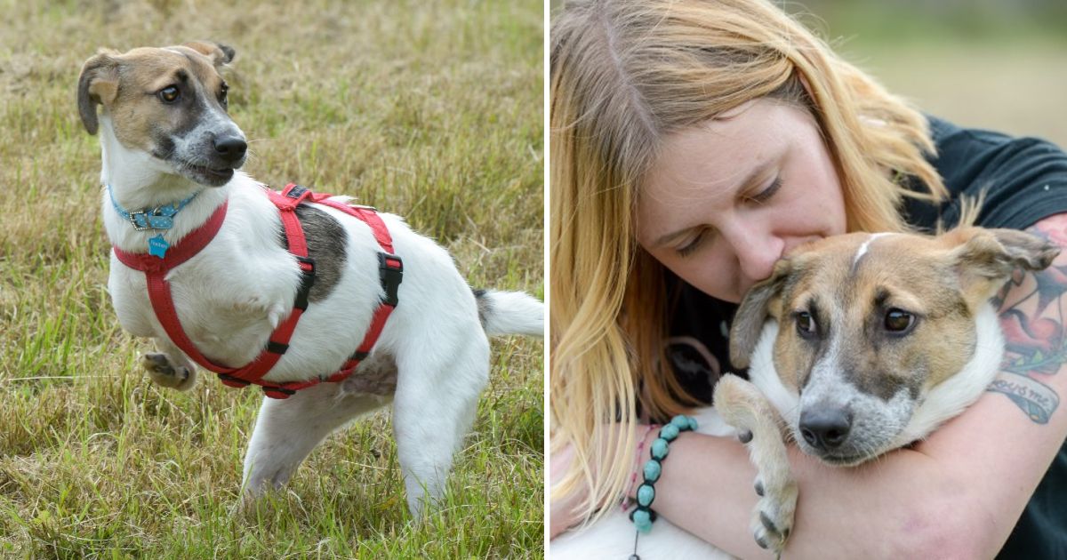 A Puppy Born With Deformed Front Paws Astoundingly Gets Around Like A T-Rex.