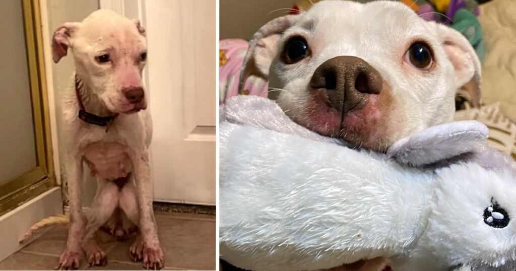 Skinny Abandoned Pit Bull Gets Everything She Dreamed Of