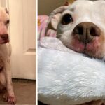 Skinny Abandoned Pit Bull Gets Everything She Dreamed Of