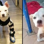 Tearful journey of a stray puppy shunned by crooked legs and touching ending