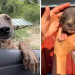 Tears of A Pregnant, Malnourished Mama Dog Rushed Into My Car to Ask for Help