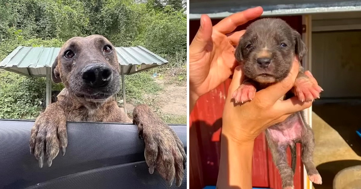 Tears of A Pregnant, Malnourished Mama Dog Rushed Into My Car to Ask for Help