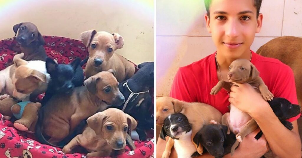 Teenager Opens A Unique Animal Shelter And Has Already Rescued 26 Animals