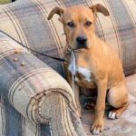 Terrified dog tied to fence with shoelace near rubbish tip leaves people in tears