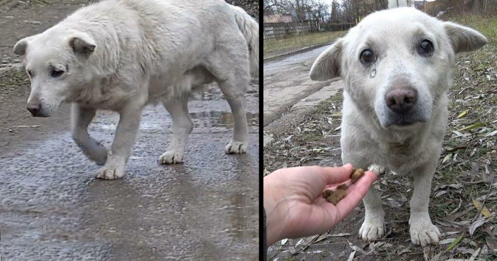 Terrified Dog With Broken Heart Rescued After Owner Says He Doesn’t Want Him Anymore