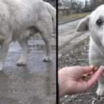 Terrified Dog With Broken Heart Rescued After Owner Says He Doesn’t Want Him Anymore