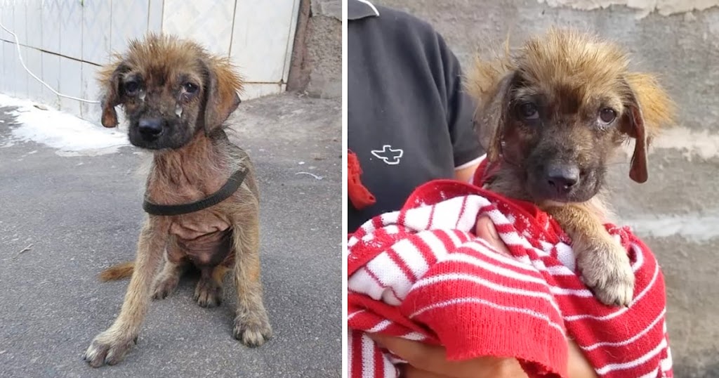 The Heartbreaking Story of The Negligibly Puppy That Evolved The Villager’s Toy