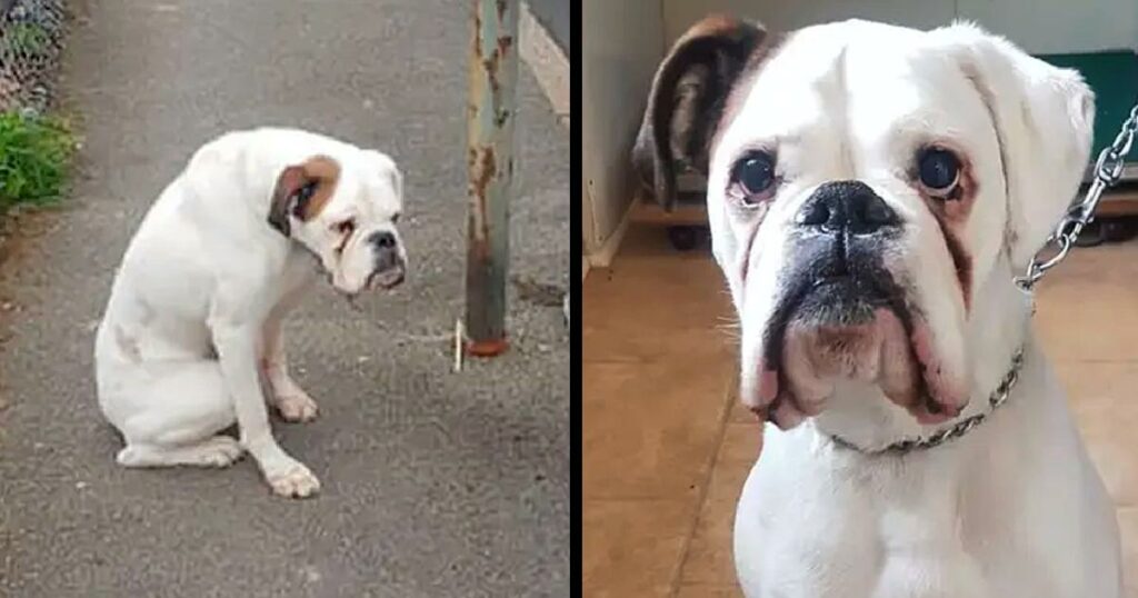 The Abandoned Boxer Dog Was Tied To A Lamppost And Kept Waiting With Sad Eyes