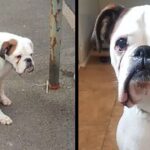 The Abandoned Boxer Dog Was Tied To A Lamppost And Kept Waiting With Sad Eyes