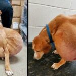 The Best Life is Now for a Small Dog with a Huge Tumor Who Was Surrendered for Euthanasia