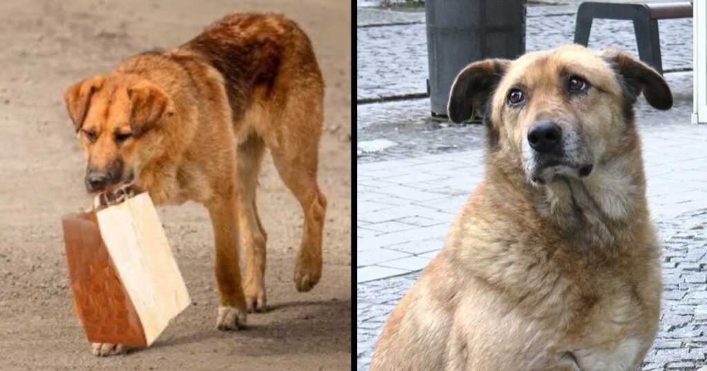The dog came every day for food and took it in a bag to the underpass. The man followed it