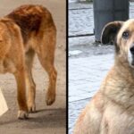 The dog came every day for food and took it in a bag to the underpass. The man followed it