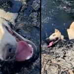 The dog found trapped in toxic molten rubber could not move or ask for help