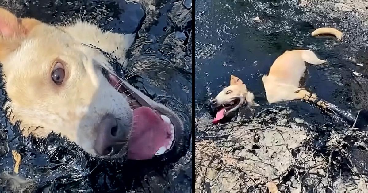 The dog found trapped in toxic molten rubber could not move or ask for help