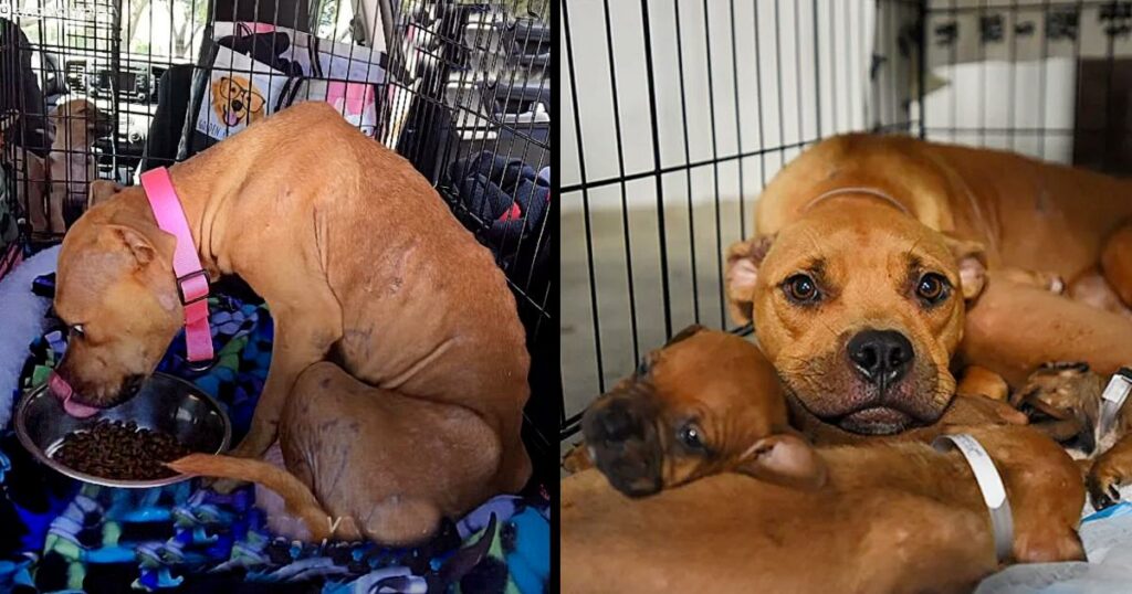 The Dog Had No Strength Left To Survive And She Brought Her Puppies To People on the Porch